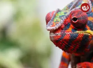 تصاویری خیره‌کننده از یک آفتاب‌پرست رنگارنگ
