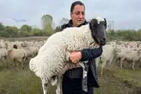 (ویدئو) ترفند جالب چوپان برای نجات گوسفند از چنگال گرگ