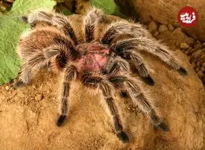 گونه‌ای از «رتیل» که به یک حیوان خانگی محبوب تبدیل شده است