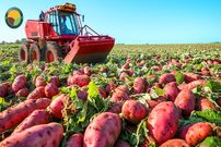 ببینید؛ چگونه کشاورزان آمریکایی هزاران تن سیب زمینی شیرین را برداشت می کنند؟