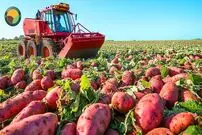 ببینید؛ چگونه کشاورزان آمریکایی هزاران تن سیب زمینی شیرین را برداشت می کنند؟