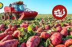 ببینید؛ چگونه کشاورزان آمریکایی هزاران تن سیب زمینی شیرین را برداشت می کنند؟