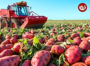 ببینید؛ چگونه کشاورزان آمریکایی هزاران تن سیب زمینی شیرین را برداشت می کنند؟