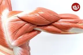 آغاز تحلیل عضلانی از ۳۰ سالگی؛ بهترین نسخه برای حفظ عضلات بدن را بشناسید