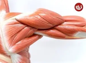 آغاز تحلیل عضلانی از ۳۰ سالگی؛ بهترین نسخه برای حفظ عضلات بدن را بشناسید