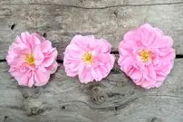 خواص «گل محمدی» و روش‌های استفاده از آن