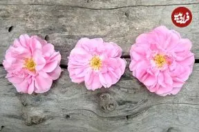 خواص «گل محمدی» و روش‌های استفاده از آن