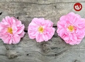 خواص «گل محمدی» و روش‌های استفاده از آن