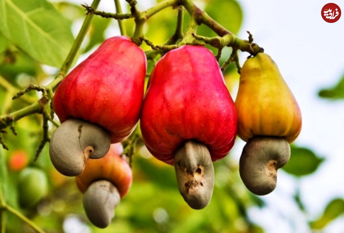  (عکس) میوه عجیب بادام هندی را دیده اید؟!