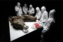 سالم‌ترین «ماموت» جهان 130 هزارسال بعد از مرگش کالبدشکافی شد