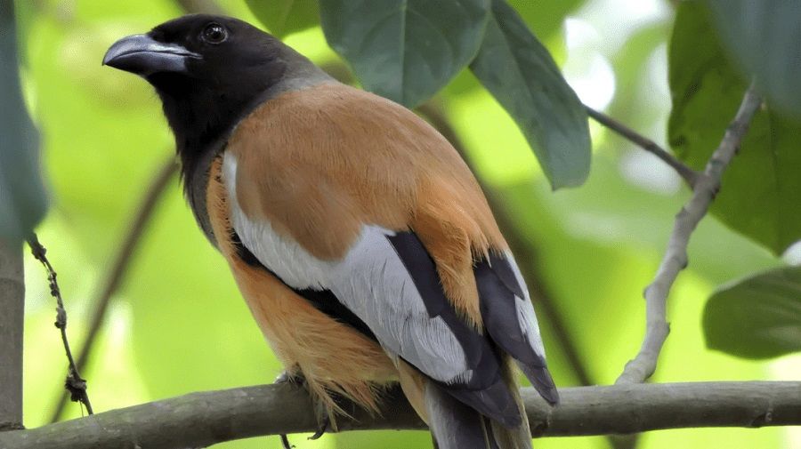 این اولین و تنها پرنده سمی دنیاست که تاکنون کشف شده است