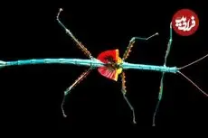 ببینید| زیباترین و رنگارنگ ترین حشره چوبی جهان از بین 3000 گونه کشف شده