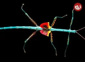 ببینید| زیباترین و رنگارنگ ترین حشره چوبی جهان از بین 3000 گونه کشف شده