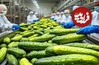 ببینید؛ مراحل دیدنی کاشت، برداشت و فرآوری خیار و تولید خیار شور