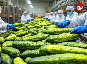 ببینید؛ مراحل دیدنی کاشت، برداشت و فرآوری خیار و تولید خیار شور