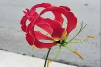 ( عکس) سوسن آتش ؛ گل ملی زیمبابوه 