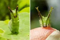 ببینید| کرم ابریشم امپراتور ژاپنی؛ جاندار بامزه ای که به یک پروانه زیبا تبدیل می شود!