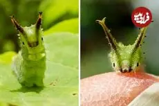 ببینید| کرم ابریشم امپراتور ژاپنی؛ جاندار بامزه ای که به یک پروانه زیبا تبدیل می شود!