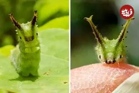 ببینید| کرم ابریشم امپراتور ژاپنی؛ جاندار بامزه ای که به یک پروانه زیبا تبدیل می شود!