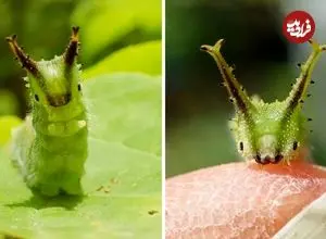 ببینید| کرم ابریشم امپراتور ژاپنی؛ جاندار بامزه ای که به یک پروانه زیبا تبدیل می شود!