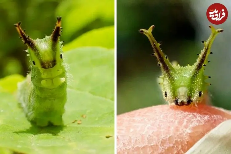 ببینید| کرم ابریشم امپراتور ژاپنی؛ جاندار بامزه ای که به یک پروانه زیبا تبدیل می شود!