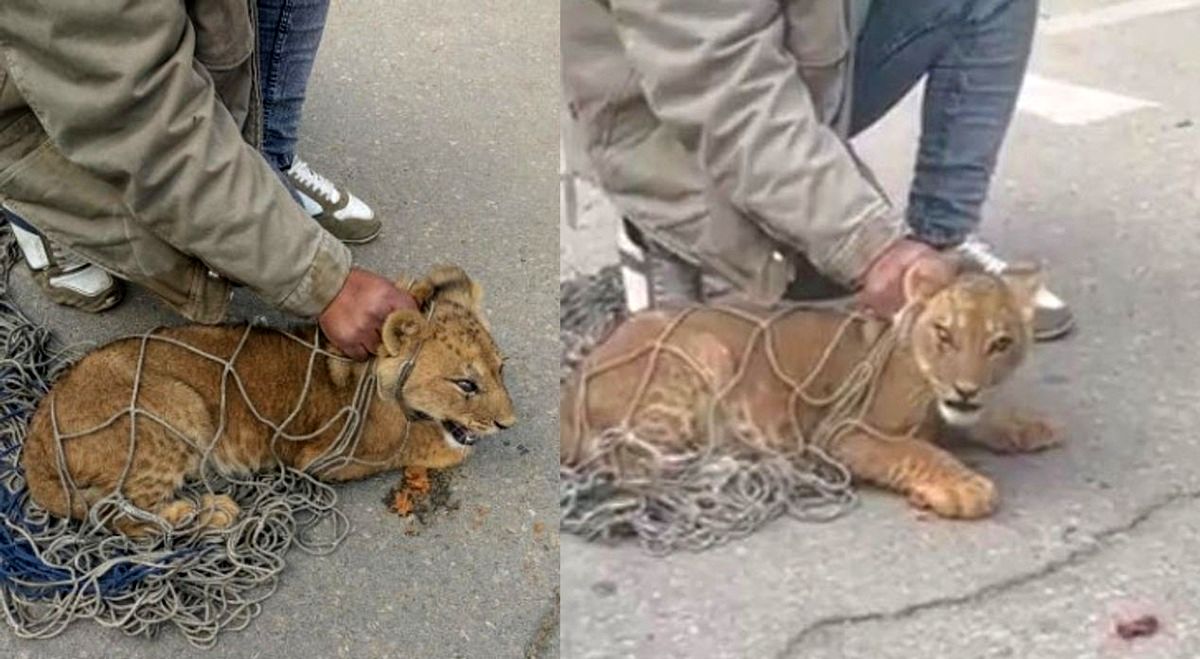 (ویدئو) یک شیر پس از وحشت‌آفرینی در خیابان‌های مصر به دام افتاد