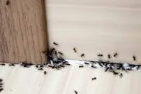 ۷ روش خانگی و ساده برای دفع مورچه‌ها