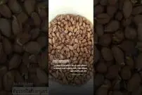 (ویدئو) با این روش ساده و بی دردسر مغز پسته بکارید و برداشت کنید!