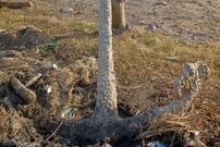 (عکس) کشف لنگرعظیم تاریخی در دریای مازندران و پایان باز یک معما