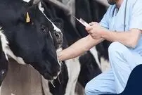 عجیب‌ترین گاو جهان که حاصل مهندسی ژنتیک است