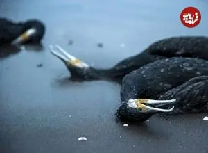 تصاویر| مرگ خاموش باکلان‌ها در سواحل خزر