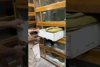 (ویدئو) واکنش مار ماده غول پیکر به مردی که می خواست تخم ها را بردارد!