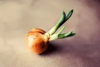 پیاز جوانه زده؛ مضر یا مفید؟