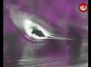 مرغ مگس‌خوار در قطب جنوب در عکس روز ناسا
