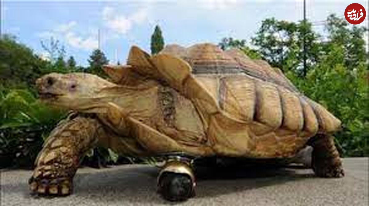 ماجرای کشف «ماتورین»، غول‌پیکرین لاک‌پشت در دنیای واقعی
