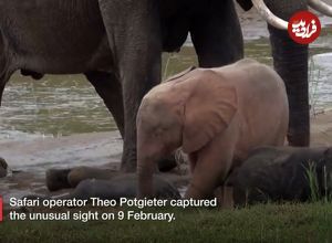 (ویدئو) این یک فیل صورتی واقعی است