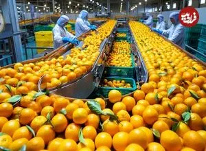 ببینید| چگونه صدها تن پرتقال برداشت و در آمریکا فرآوری می‌شود؟