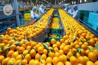 ببینید| چگونه صدها تن پرتقال برداشت و در آمریکا فرآوری می‌شود؟