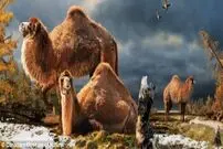 ( عکس) سرگذشت عجیب شترها که از آن بی‌خبرید!