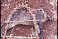 (ویدئو) تله ساختن مرد تایلندی برای به دام انداختن گراز غول پیکر در جنگل
