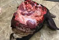 (ویدئو) مهارت خیره کننده این قصاب در جداسازی پوست و گوشت از کله گاو غول پیکر