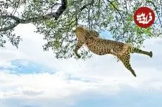 ببینید| نبرد وحشیانه دو پلنگ روی درخت و سقوط یکی از آن‌ها از ارتفاع ۶ متری