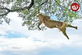 ببینید| نبرد وحشیانه دو پلنگ روی درخت و سقوط یکی از آن‌ها از ارتفاع ۶ متری