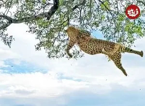 ببینید| نبرد وحشیانه دو پلنگ روی درخت و سقوط یکی از آن‌ها از ارتفاع ۶ متری