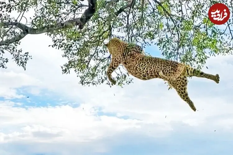 ببینید| نبرد وحشیانه دو پلنگ روی درخت و سقوط یکی از آن‌ها از ارتفاع ۶ متری
