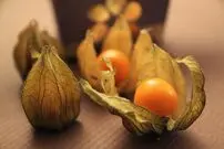 (عکس) برداشت گران قیمت‌ترین میوه ایران
