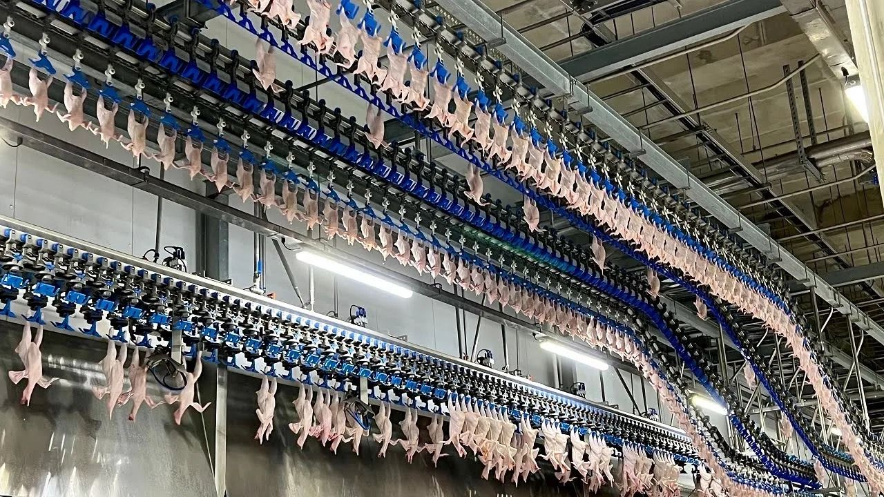 (ویدئو) فرآیند پخت و فرآوری هزاران مرغ کامل در یک کارخانه مشهور کره ای