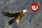 ببینید| مشاهده همای سعادت بر فراز منطقه حفاظت‌شده سبزکوه چهارمحال‌وبختیاری