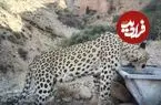 ببینید| پریزاد در کوه سفید؛ آیا پلنگ‌های دماوند به زادآوری نزدیک شده‌اند؟