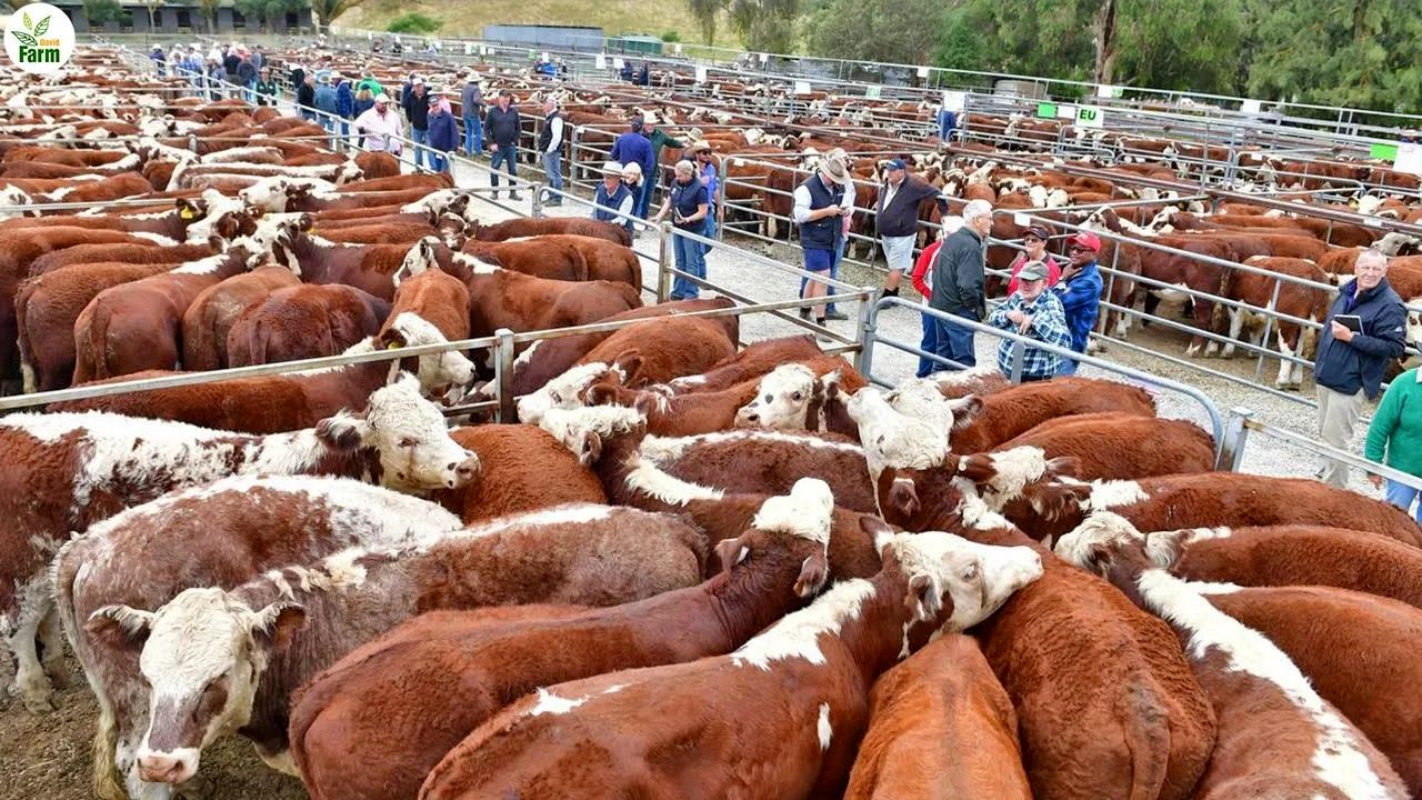 (ویدئو) نحوه پرورش گاو در بزرگترین گاوداری استرالیا؛ مراحل فرآوری گوشت و شیر گاو